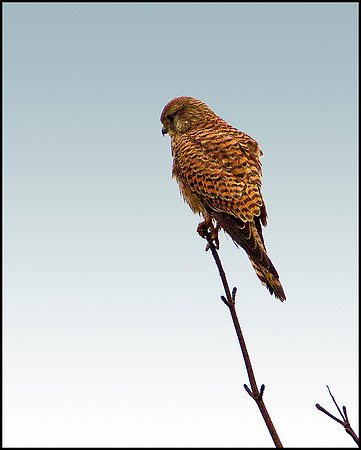 Kestrel, Bromsgrove, February 2010