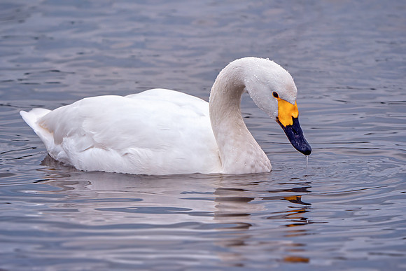 Bewick's Swan - Cygnus columbianus bewickii, Slimbridge WWT, January 2020