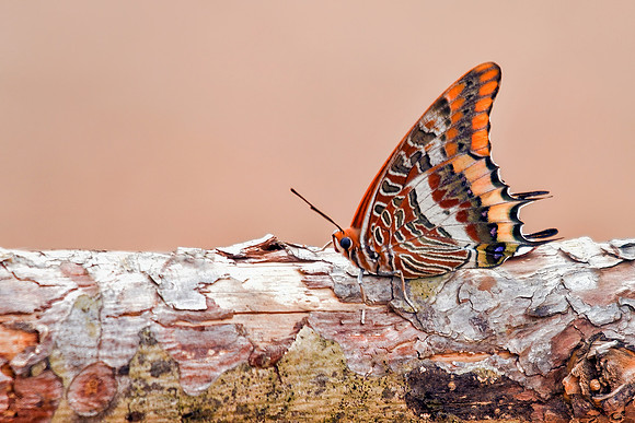 Two-tailed Pasha - Charaxes jasius