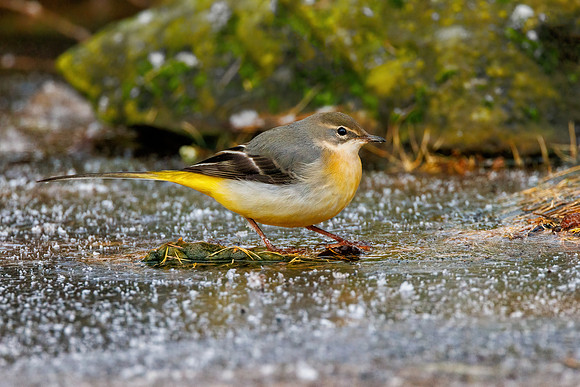 Grey Wagtail - Motacilla cinerea, Warwickshire, November 2021