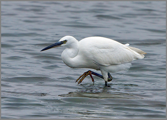 Little Egret (Egretta garzetta), Norfolk, September 2014