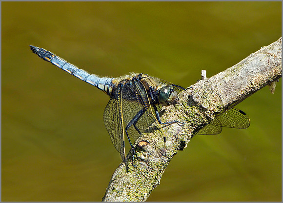 Black-tailed Skimmer (Orthetrum cancellatum), Upton Warren NR, June 2014