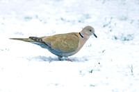 Collared Dove - Streptopelia decaocto, Garden, March 2023