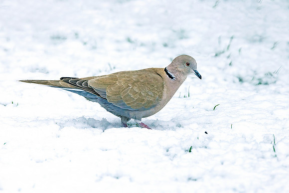 Collared Dove - Streptopelia decaocto, Garden, March 2023