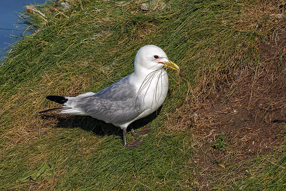 Black-legged Kittiwake - Rissa tridactyla, Yorkshire, June 2022