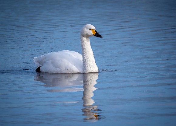 Bewick's Swan - Cygnus columbianus bewickii, Slimbridge WWT, January 2020