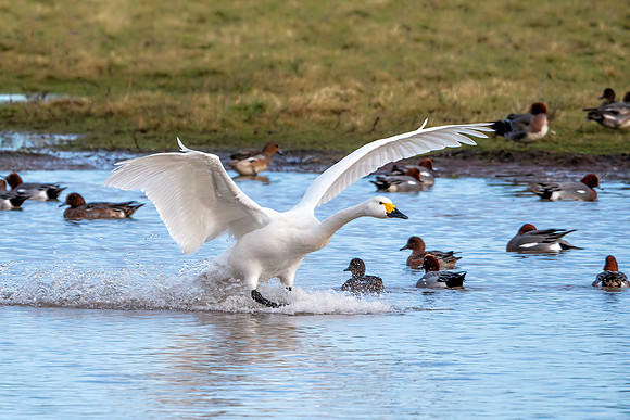 Bewick's Swan - Cygnus columbianus bewickii, Slimbridge WWT, January 2020