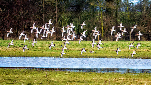 Black-tailed Godwits - Limosa limosa, Slimbridge WWT, January 2020