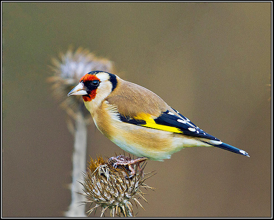 Goldfinch, Bromsgrove, 04 January 2012