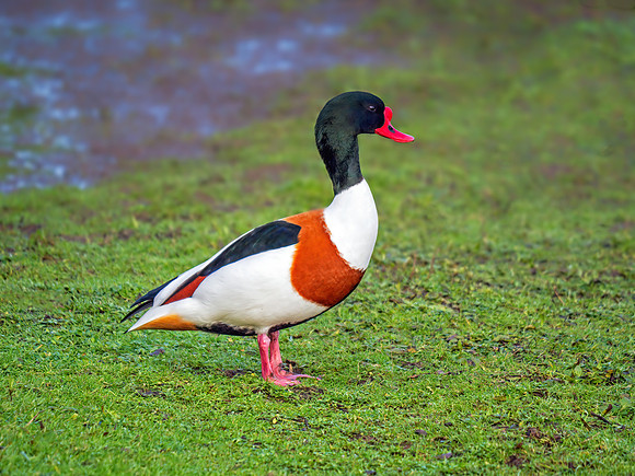 Common Shelduck - Tadorna tadorna, Slimbridge WWT,  January 2020