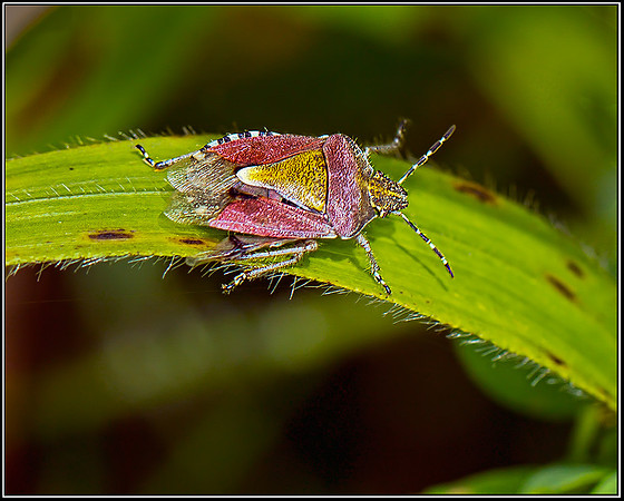 Sloe Bug (Dolycoris baccarum), Monkwood, 21 July 2012