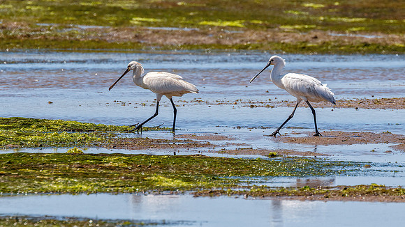 European Spoonbills - Platalea leucorodia, Algarve, Portugal