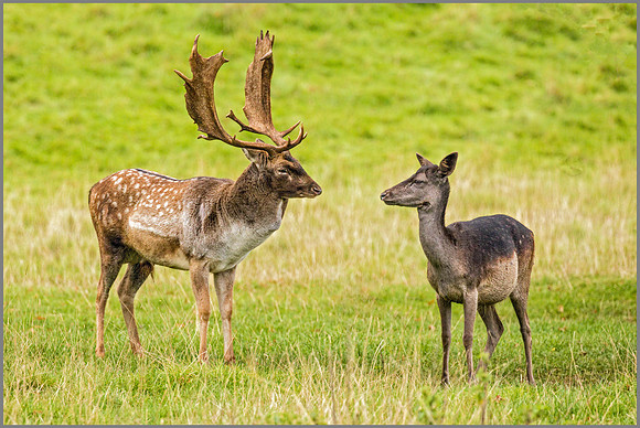 Fallow Deer (Dama dama), Charlecote Park, October 2016
