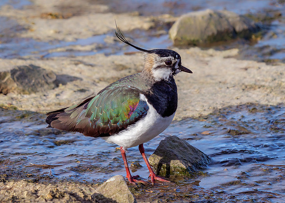 Northern Lapwing - Vanellus vanellus, Slimbridge WWT