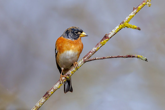 Brambling - Fringilla montifringilla, Warwickshire, March 2024