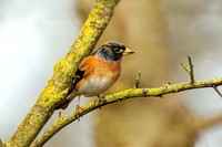Brambling - Fringilla montifringilla, Warwickshire, March 2024