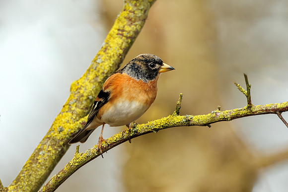 Brambling - Fringilla montifringilla, Warwickshire, March 2024