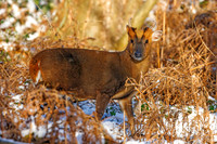 Reeves’ Muntjac - Muntiacus reevesi, Warwickshire, December 2022
