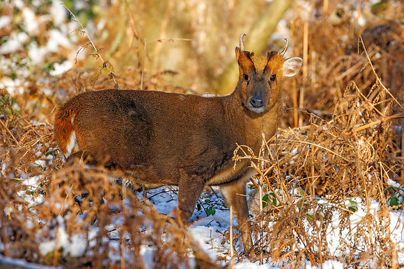 Reeves’ Muntjac - Muntiacus reevesi, Warwickshire, December 2022