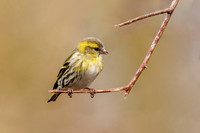 Eurasian Siskin - Carduelis spinus, Warwickshire, March 2023