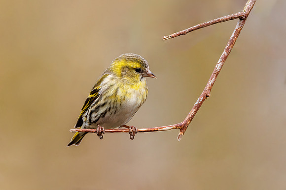 Eurasian Siskin - Carduelis spinus, Warwickshire, March 2023