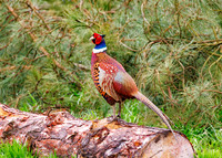Common Pheasant - Phasianus colchicus, Warwickshire, March 2024