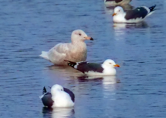 Glaucous Gull - Larus hyperboreus, Upton Warren Flashes, March 2020