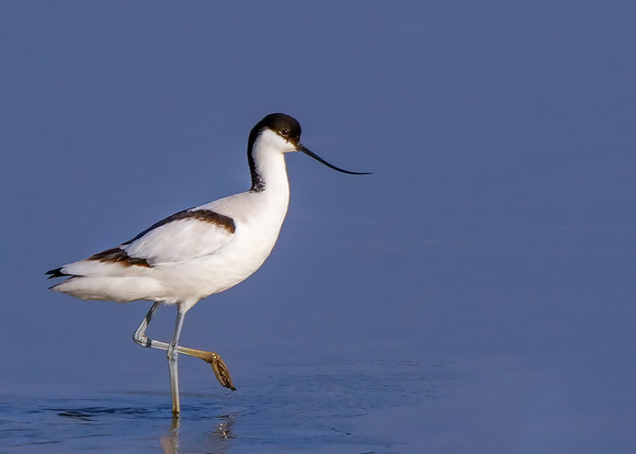 Pied Avocet - Recurvirostra avosetta, Upton Warren, March 2020