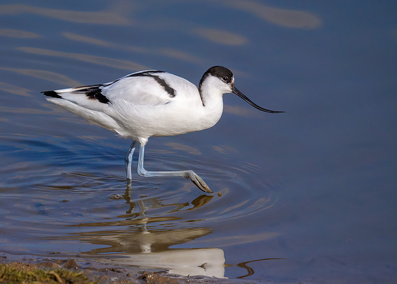 Pied Avocet - Recurirostra avosetta, Upton Warren, March 2020