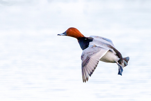 Common Pochard - Aythya ferina, Gloucestershire, January 2024