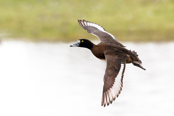 Tufted Duck - Aythya fuligula, Gloucestershire, January 2024
