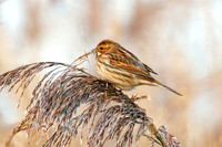 Common Reed Bunting - Emberiza schoeniclus, Gloucestershire, January 2024