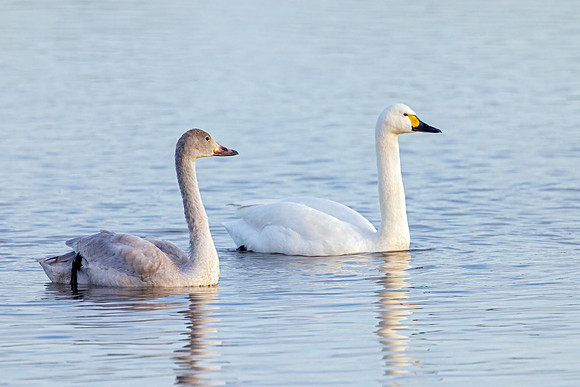 Bewick's Swans - Cygnus columbianus bewickii, Gloucestershire, January 2024