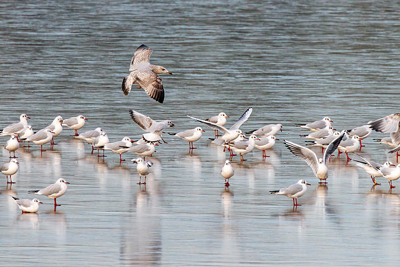 Black-headed Gulls - Chroicocephalus ridibundus, Upton Warren Moors, December 2023