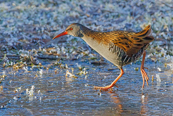 Water Rail - Rallus aquaticus, January 2024