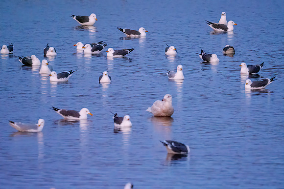 Glaucous Gull - Larus hyperboreus, Upton Warren Flashes, March 2020