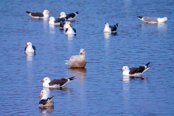 Glaucous Gull - Larus hyperboreus, Upton Warren Flashes, March 2020