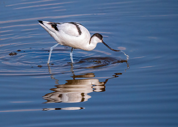 Pied Avocet - Recurvirostra avosetta, Upton Warren Flashes, March 2020