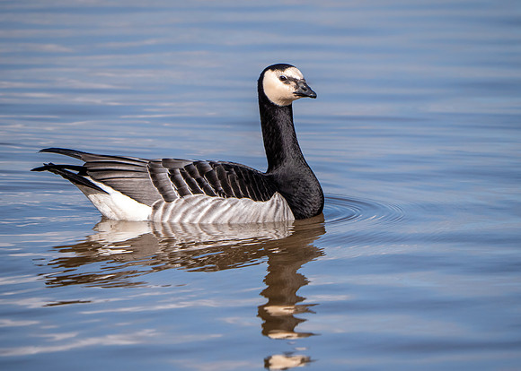 Barnacle Goose - Branta Leucopsis, Slimbridge WWT, March 2020