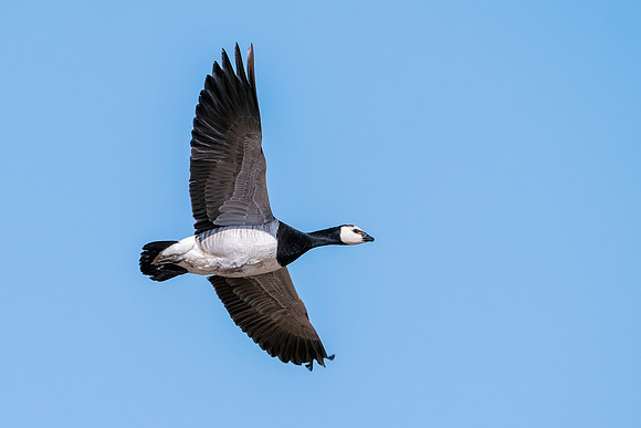 Barnacle Goose - Branta Leucopsis, Slimbridge WWT, March 2020