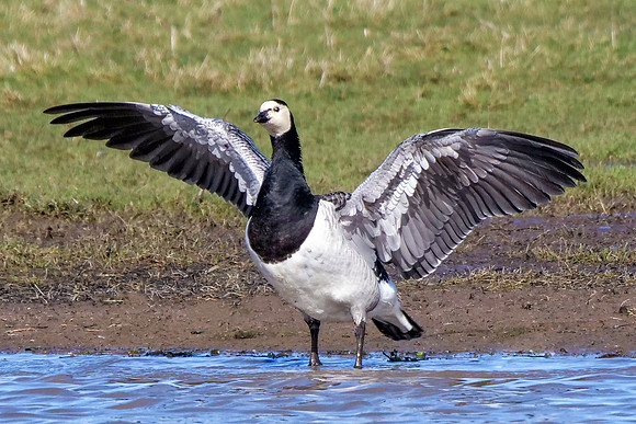 Barnacle Goose - Branta Leucopsis, Slimbridge WWT, March 2020