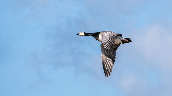 Barnacle Goose - Branta Leucopsis, Slimbridge WWT, March 2020