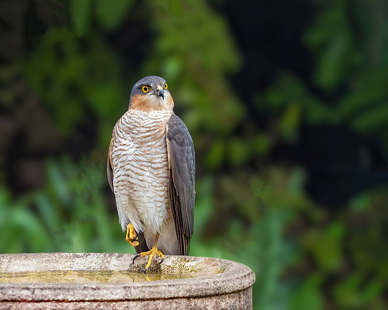 Eurasian Sparrowhawk - Accipiter nisus, Garden, April 2020