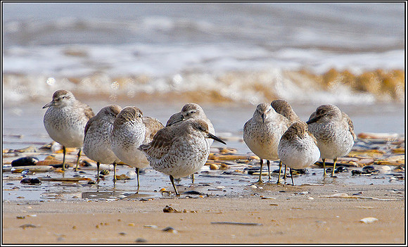 Knot, Norfolk, April 2012