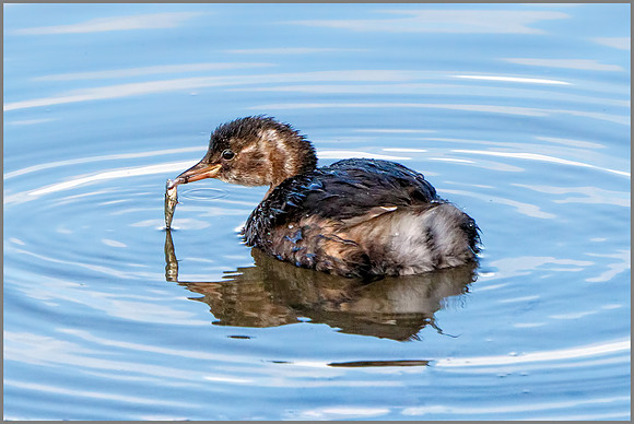 Little Grebe (Tachybaptus ruficollis), Upton Warren NR, September 2016