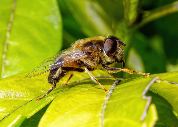 Tapered Drone Fly -  Eristalis pertinax, Garden, April 2020