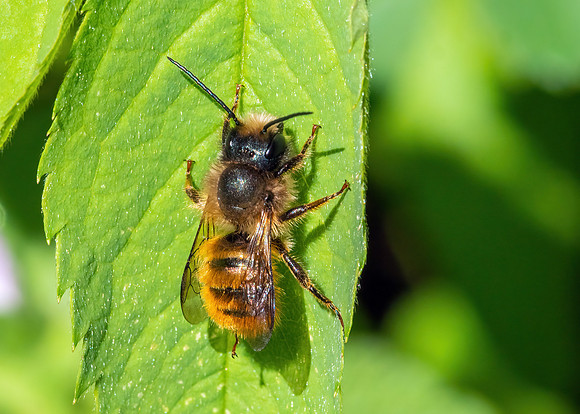 Red Mason Bee Male - Osmia rufa, Garden, 14 April 2020