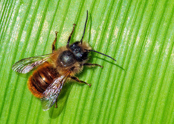 Red Mason Bee Male - Osmia rufa, Garden, 14 April 2020