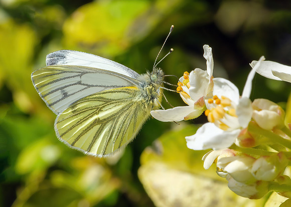 Green-veined White - Pieris napi, Garden, April, 2020