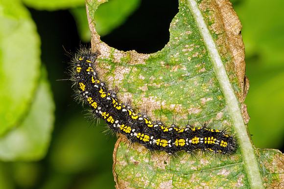 Scarlet Tiger Moth - Callimorpha dominula, Garden, April 2020